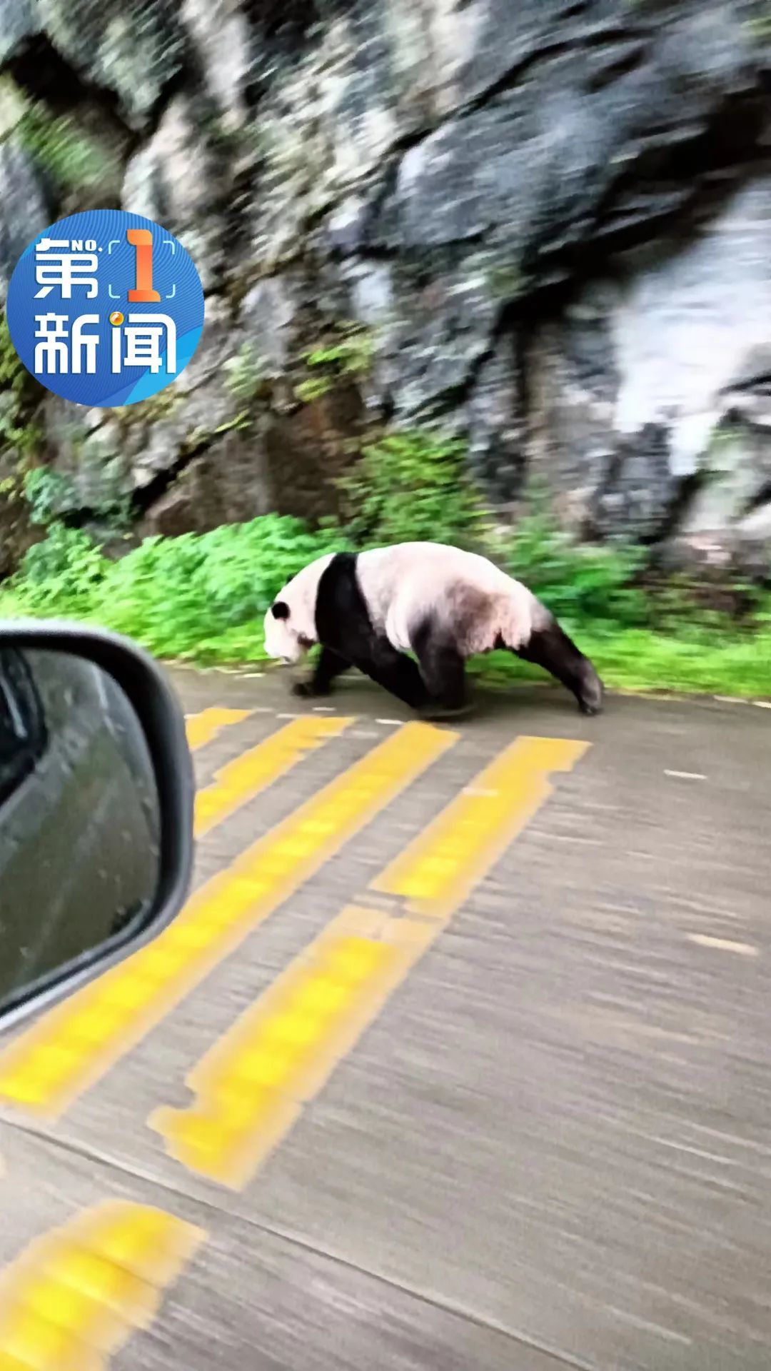 村民国道上偶遇大熊猫，奇遇的背后