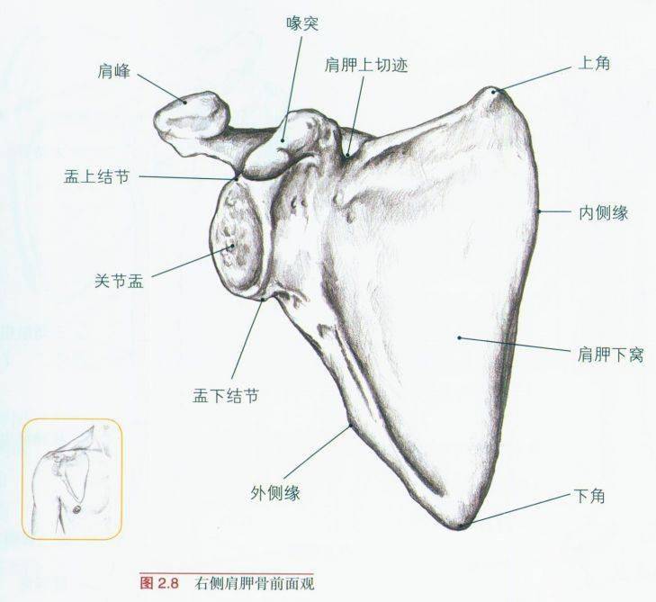 膈肌窝里有痦子，探秘人体的小秘密